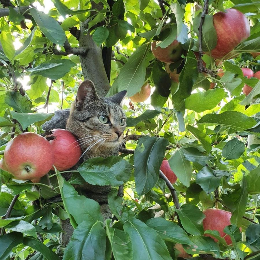Mareinhof Vetzan-Apples,Apartment&More シランドロ エクステリア 写真